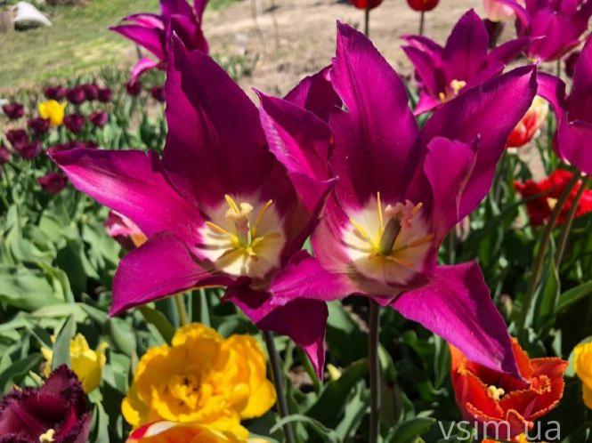 Новини Хмельницького - фото з Сім’я на Хмельниччині створила “квітковий рай” (ФОТО+ВІДЕО)