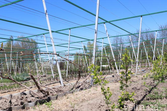 Новини Хмельницького - фото з Сім’я на Хмельниччині створила “квітковий рай” (ФОТО+ВІДЕО)