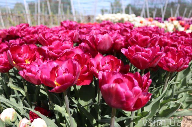 Новини Хмельницького - фото з Сім’я на Хмельниччині створила “квітковий рай” (ФОТО+ВІДЕО)