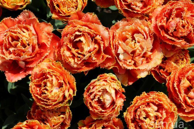 Новини Хмельницького - фото з Сім’я на Хмельниччині створила “квітковий рай” (ФОТО+ВІДЕО)