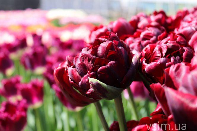 Новини Хмельницького - фото з Сім’я на Хмельниччині створила “квітковий рай” (ФОТО+ВІДЕО)