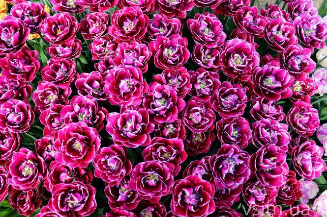 Новини Хмельницького - фото з Сім’я на Хмельниччині створила “квітковий рай” (ФОТО+ВІДЕО)