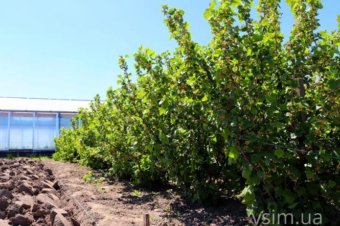 Новини Хмельницького - фото з Сім’я на Хмельниччині створила “квітковий рай” (ФОТО+ВІДЕО)