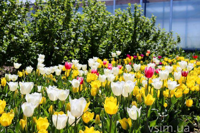 Новини Хмельницького - фото з Сім’я на Хмельниччині створила “квітковий рай” (ФОТО+ВІДЕО)