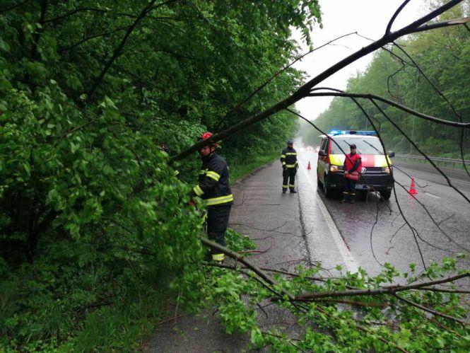 Новини Вінниці - фото з Негода вирує. На Львівському шосе вітер повалив на дорогу дерево