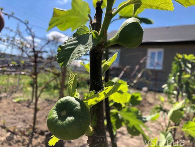Новини Хмельницького - фото з Сім’я на Хмельниччині створила “квітковий рай” (ФОТО+ВІДЕО)