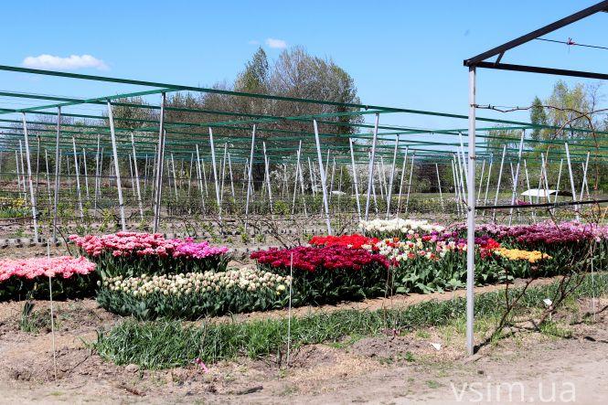 Новини Хмельницького - фото з Сім’я на Хмельниччині створила “квітковий рай” (ФОТО+ВІДЕО)