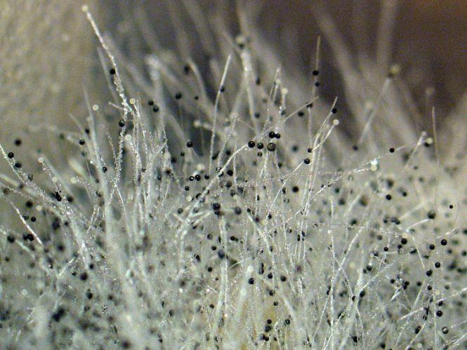 Новини Хмельницького - фото з Дезінфекція професійним озонатором доступна на автомийці «Delfin» (Новини компаній)