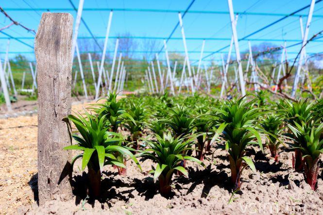 Новини Хмельницького - фото з Сім’я на Хмельниччині створила “квітковий рай” (ФОТО+ВІДЕО)