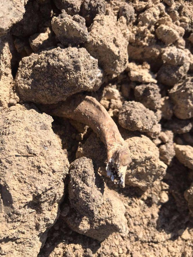 Новини Вінниці - фото з В документах міськради старий цвинтар в Тяжилові не значиться. Людські останки не перепоховають?
