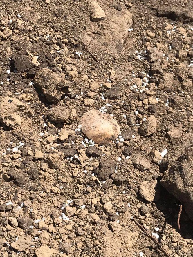 Новини Вінниці - фото з В документах міськради старий цвинтар в Тяжилові не значиться. Людські останки не перепоховають?