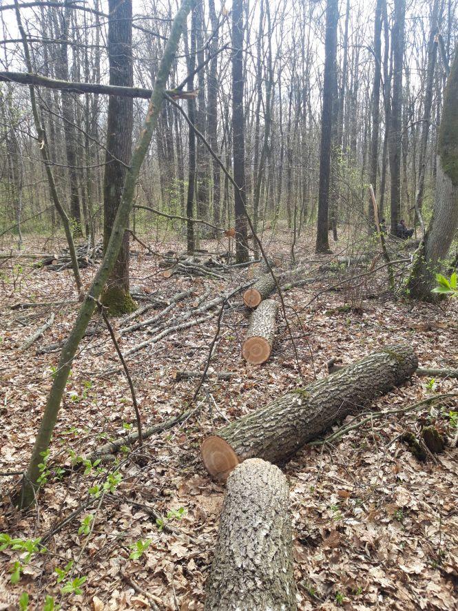 Новини Житомира - фото з За вирубані дуби в урочищі «Чорторийське» на понад 70 тис. грн судитимуть жителя Любарського району