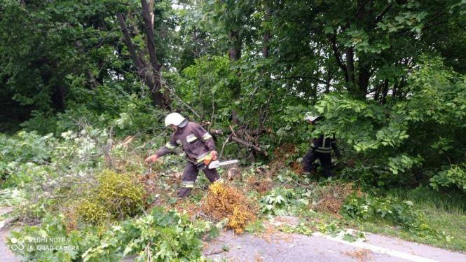 Новини Вінниці - фото з Негода в області. У Жмеринці вітер повалив дерево на авто