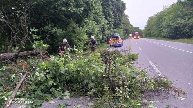 Новини Вінниці - фото з Негода в області. У Жмеринці вітер повалив дерево на авто