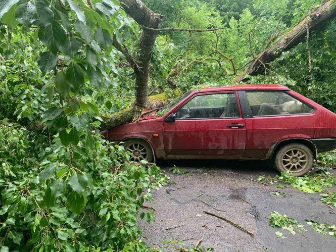 Новини Вінниці - фото з Негода в області. У Жмеринці вітер повалив дерево на авто