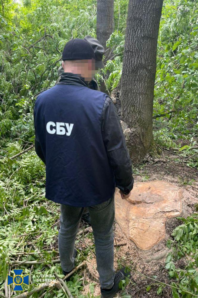 Новини Хмельницького - фото з Мільйонні збитки: на Хмельниччині незаконно рубали дерева на території нацпарку (ФОТО)