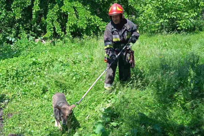 Новини Хмельницького - фото з На Хмельниччині рятували собак, які впали у яму (ФОТО)