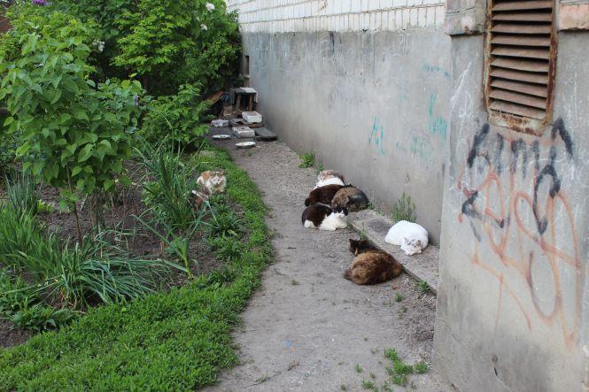 Новини Козятина - фото з Козятин у фото: квіти, калюжі, парасольки та коти