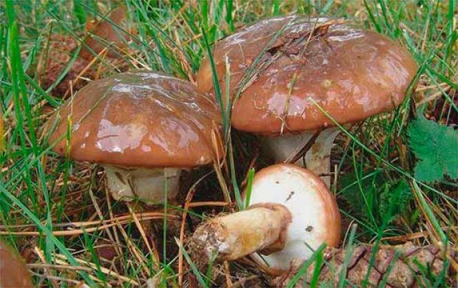 Новини Козятина - фото з В лісах Козятинщини відкрили сезон збору грибів