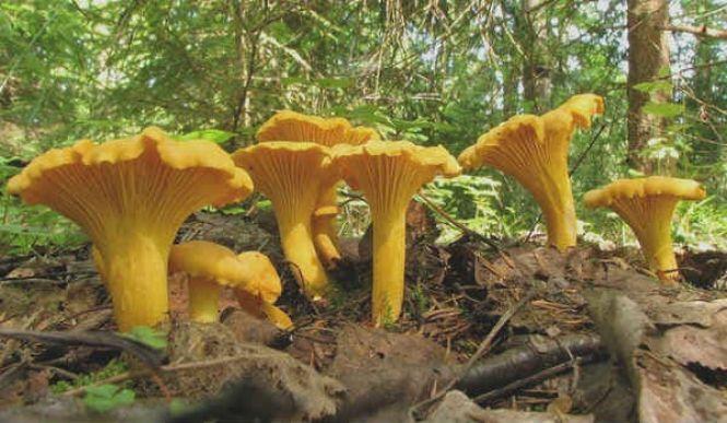 Новини Козятина - фото з В лісах Козятинщини відкрили сезон збору грибів