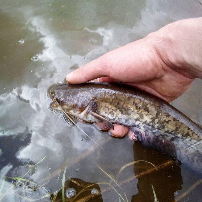 Новини Вінниці - фото з Хобі для душі чи справжня робота: як вінничанин роками бореться із рибними браконьєрами