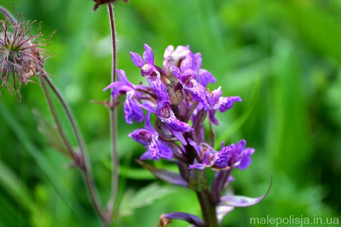 Новини Хмельницького - фото з Відпочиваємо на Хмельниччині. Як можна провести вікенд на Голубих озерах