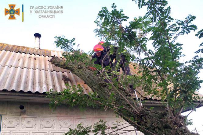 Новини Хмельницького - фото з У Хмельницькому районі надзвичайники рятували лелек