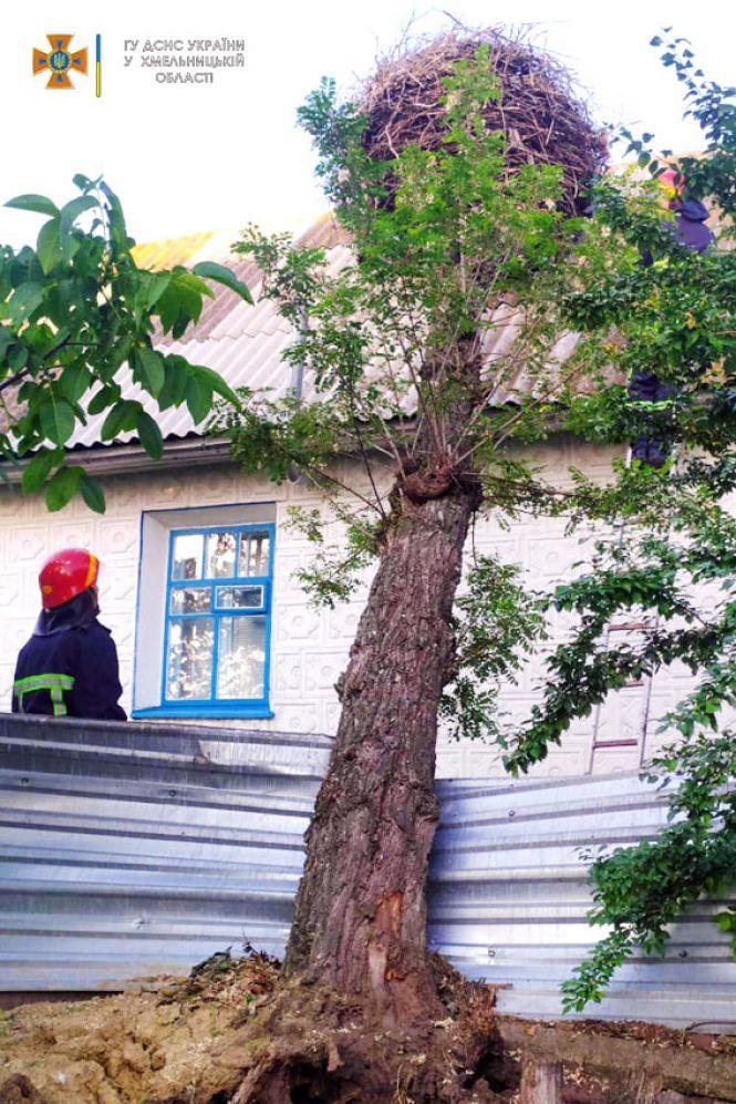 Новини Хмельницького - фото з У Хмельницькому районі надзвичайники рятували лелек