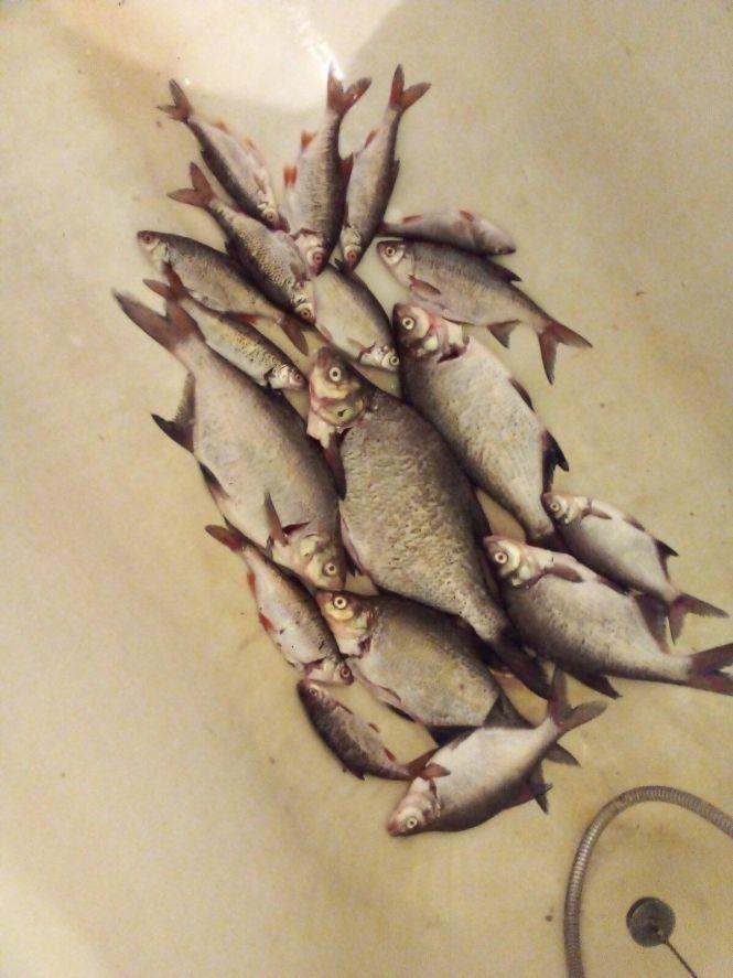 Новини Тернополя - фото з Мав улов, більший за 6-річного сина: рибалки про свої трофеї та стиль життя