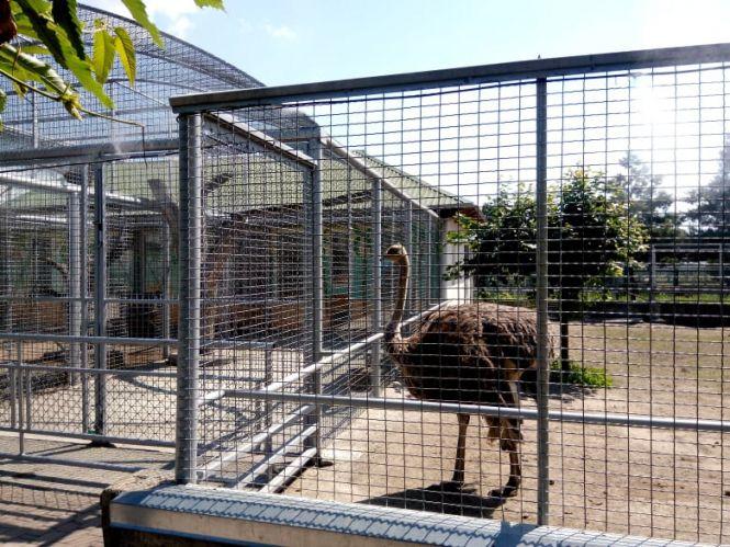 Новини Вінниці - фото з Комфорт у спеку. У Подільському зоопарку встановили туманоутворювач