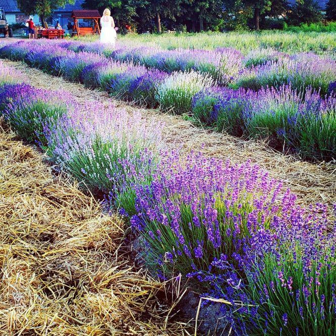 Новини Вінниці - фото з Подарував дружині лавандове поле, для себе залишив спаржу, а тюльпани зачекають