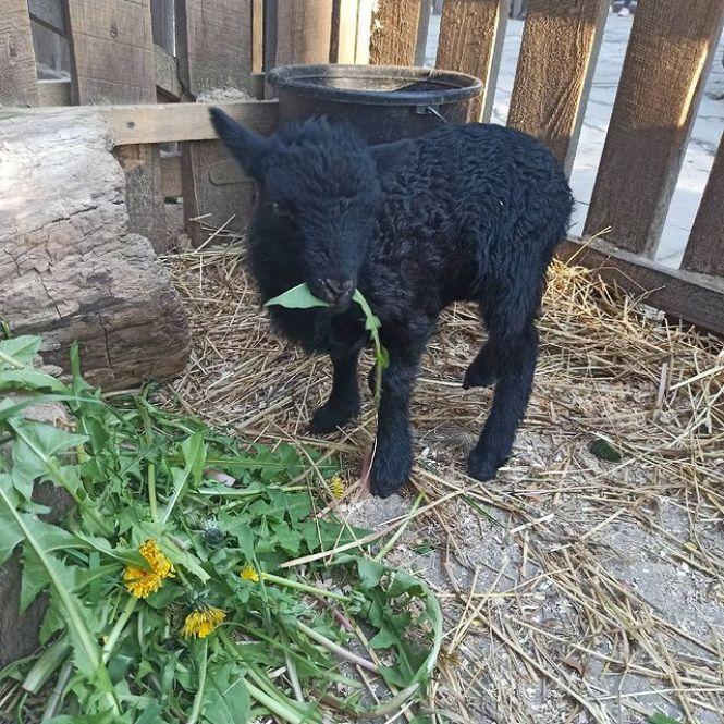 Новини Вінниці - фото з Сурикати, зелені мавпочки й валабі. Хто ще зараз мешкає у вінницькому зоодворику?