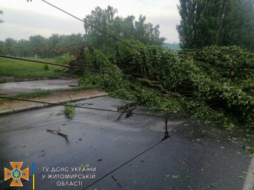 Новини Житомира - фото з У Житомирі та області рятувальники прибирали повалені дерева і конструкції 008.jpg