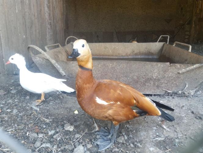 Новини Хмельницького - фото з Репортаж із зоокутка Пальохіна, в якому з'явилися нові тварини (ФОТО)