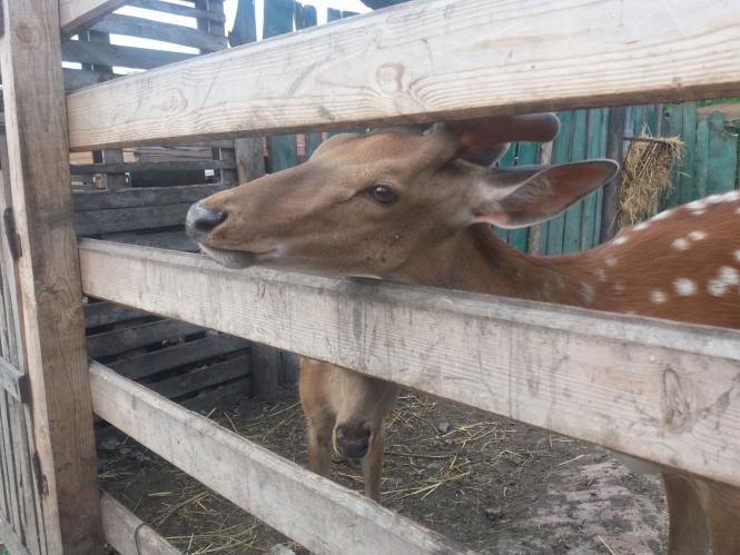 Новини Хмельницького - фото з Репортаж із зоокутка Пальохіна, в якому з'явилися нові тварини (ФОТО)