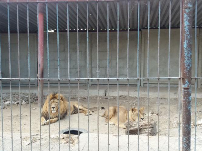 Новини Хмельницького - фото з Репортаж із зоокутка Пальохіна, в якому з'явилися нові тварини (ФОТО)