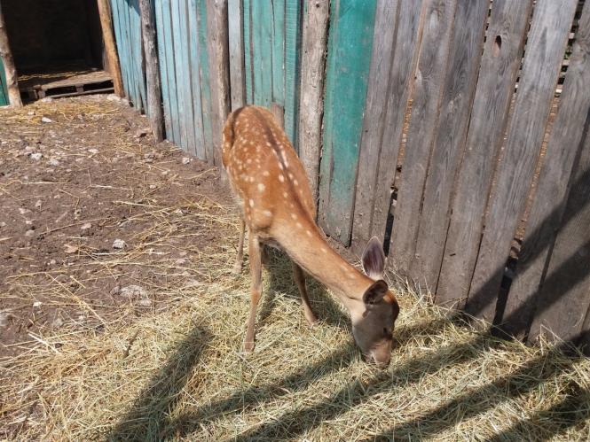 Новини Хмельницького - фото з Репортаж із зоокутка Пальохіна, в якому з'явилися нові тварини (ФОТО)