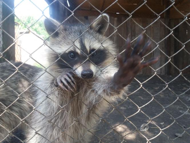 Новини Хмельницького - фото з Репортаж із зоокутка Пальохіна, в якому з'явилися нові тварини (ФОТО)