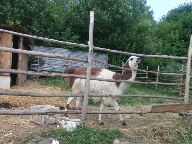 Новини Хмельницького - фото з Репортаж із зоокутка Пальохіна, в якому з'явилися нові тварини (ФОТО)