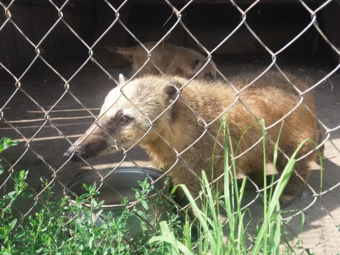 Новини Хмельницького - фото з Репортаж із зоокутка Пальохіна, в якому з'явилися нові тварини (ФОТО)