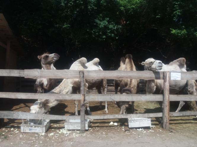 Новини Хмельницького - фото з Репортаж із зоокутка Пальохіна, в якому з'явилися нові тварини (ФОТО)