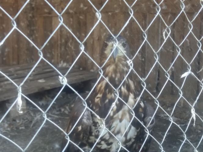 Новини Хмельницького - фото з Репортаж із зоокутка Пальохіна, в якому з'явилися нові тварини (ФОТО)