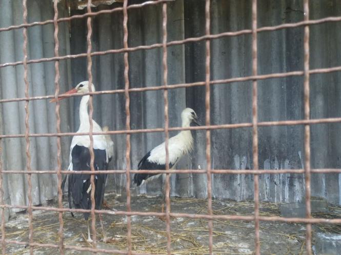Новини Хмельницького - фото з Репортаж із зоокутка Пальохіна, в якому з'явилися нові тварини (ФОТО)