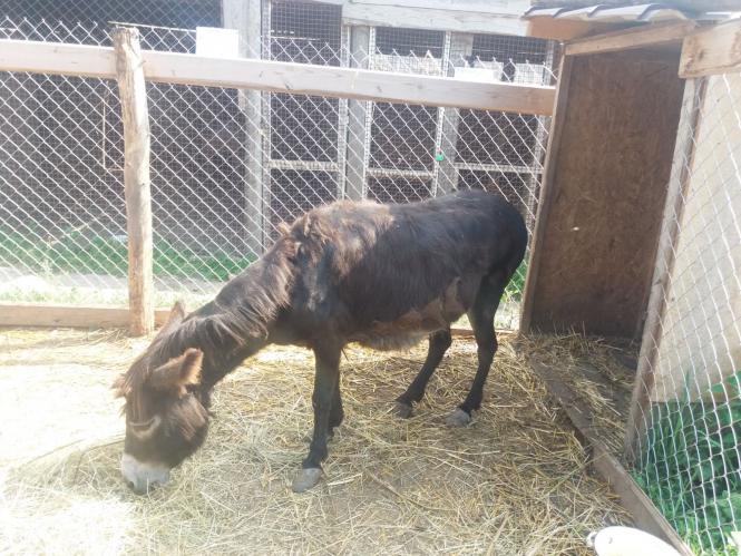 Новини Хмельницького - фото з Репортаж із зоокутка Пальохіна, в якому з'явилися нові тварини (ФОТО)