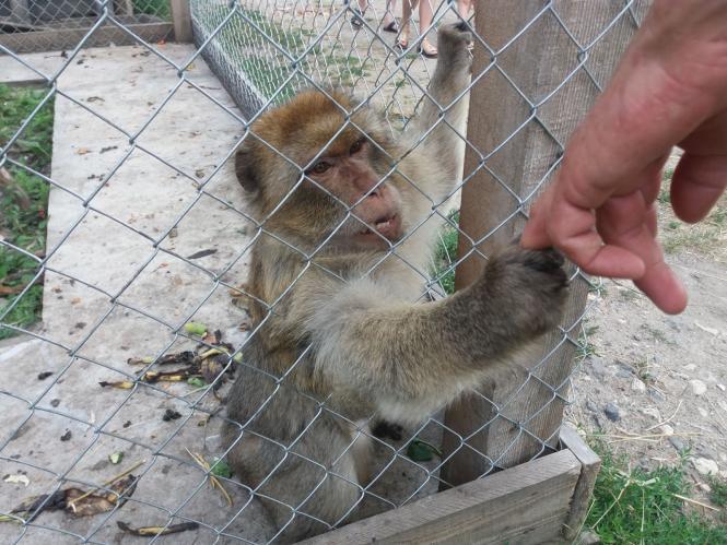 Новини Хмельницького - фото з Репортаж із зоокутка Пальохіна, в якому з'явилися нові тварини (ФОТО)