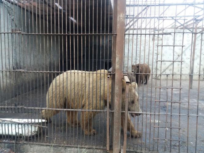 Новини Хмельницького - фото з Репортаж із зоокутка Пальохіна, в якому з'явилися нові тварини (ФОТО)