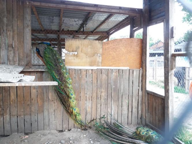 Новини Хмельницького - фото з Репортаж із зоокутка Пальохіна, в якому з'явилися нові тварини (ФОТО)