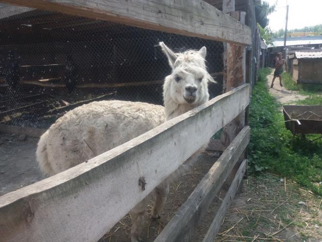 Новини Хмельницького - фото з Репортаж із зоокутка Пальохіна, в якому з'явилися нові тварини (ФОТО)