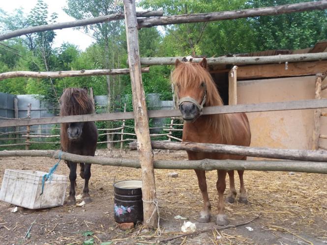 Новини Хмельницького - фото з Репортаж із зоокутка Пальохіна, в якому з'явилися нові тварини (ФОТО)