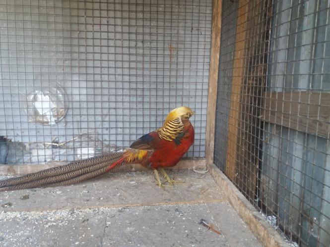 Новини Хмельницького - фото з Репортаж із зоокутка Пальохіна, в якому з'явилися нові тварини (ФОТО)